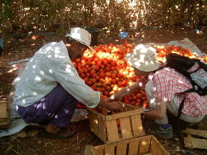 Atta Jaber and Anne Montgomery packing tomatoes