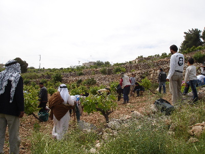 Weeding among the vines